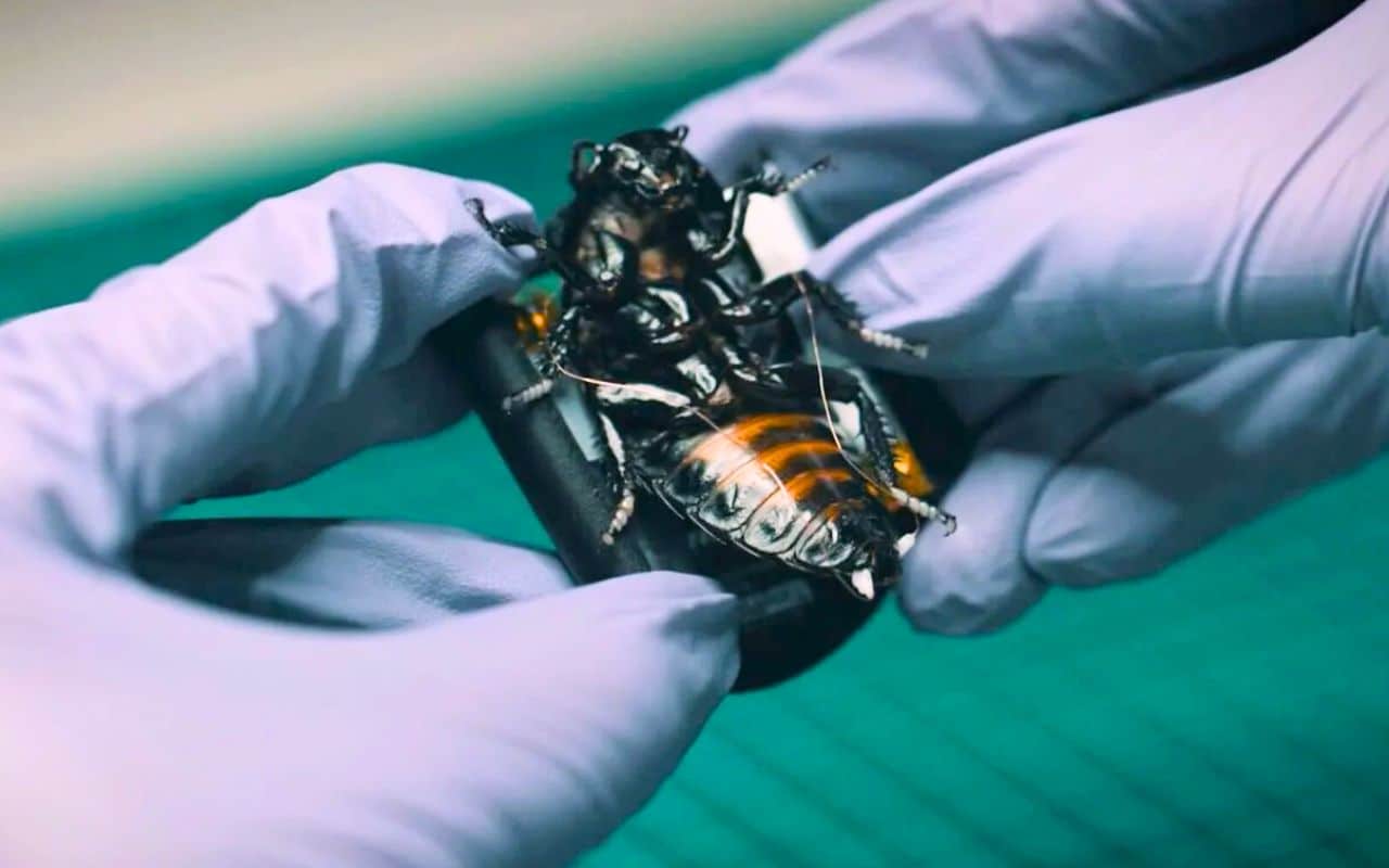 L’Allemagne prend une avance que l’OTAN ne peut plus ignorer avec le déploiement d'essaims d’insectes cyborg équipés de capteurs rendant les micro-drones obsolètes